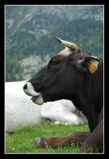 Une vache