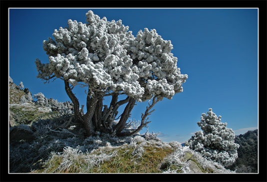 Arbre gelé