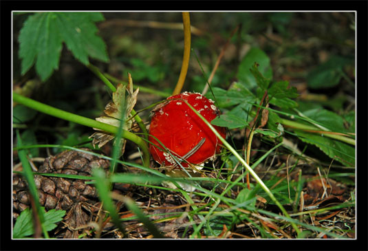 Amanite tue-mouches