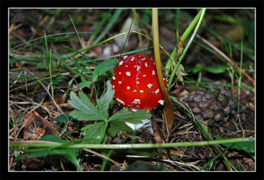 Amanite tue-mouches