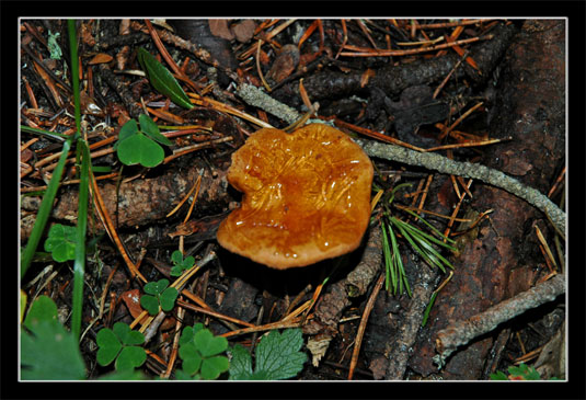 Champignon inconnu