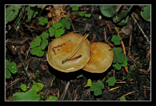 Champignon inconnu