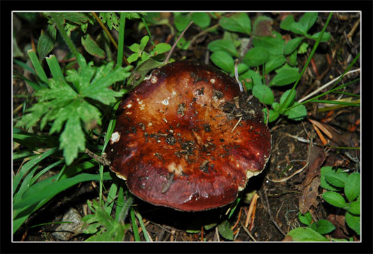 Champignon inconnu