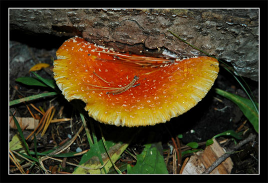 Champignon inconnu