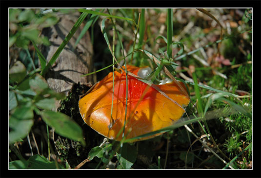 Champignon inconnu