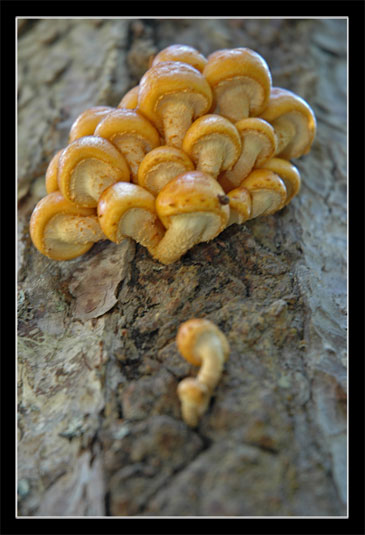 Champignon inconnu