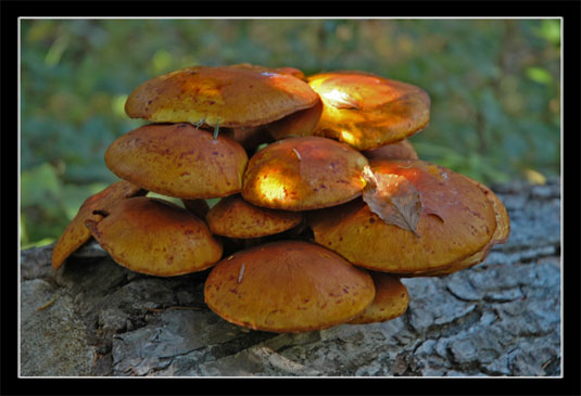 Champignon inconnu