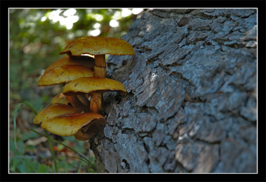 Champignon inconnu