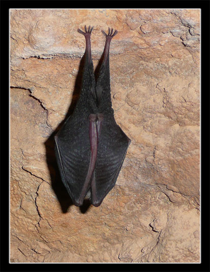 La chauve-souris