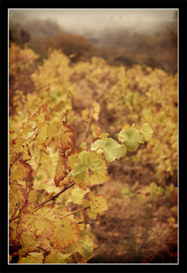 Balade d'automne