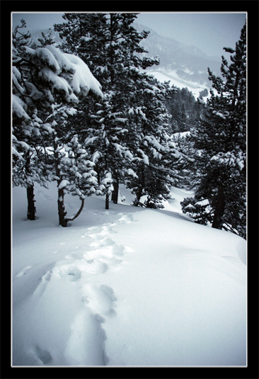 Bivouac Bouillouses - Carlit