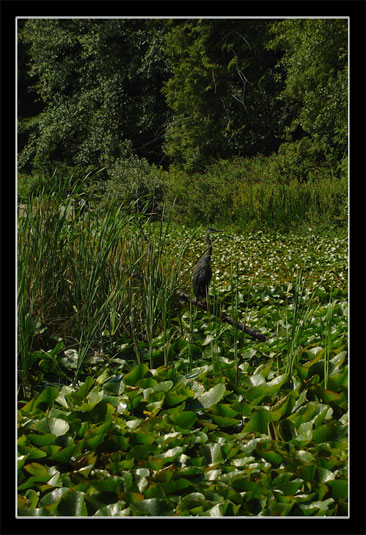 Stanley Park