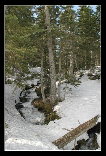 Le tronc d'arbre