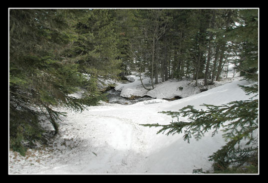 La forêt