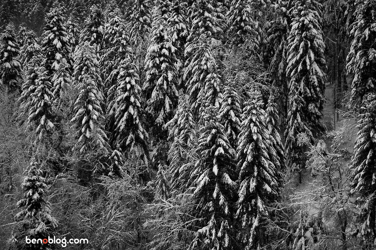 Montmija - bivouac et balade dans la forêt de Callong