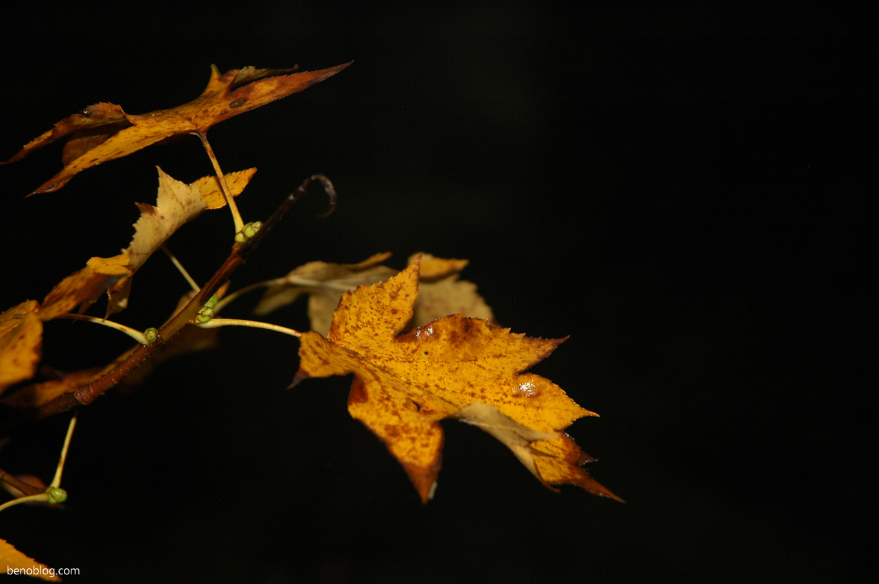 Balade d’automne